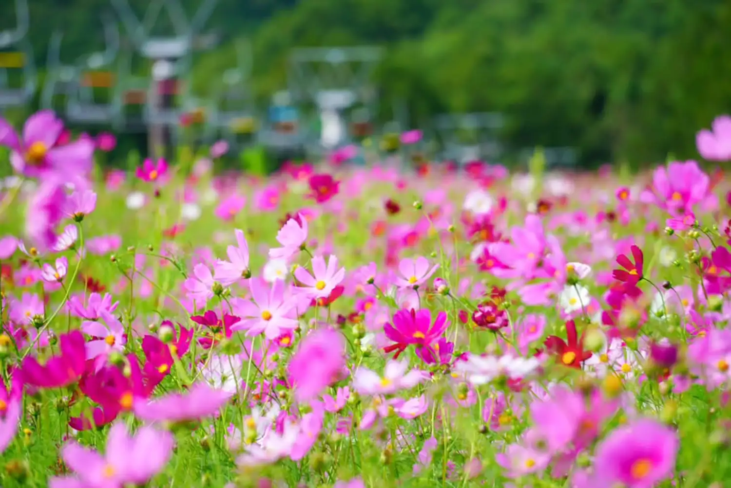 コスモス 1970 Mazda Cosmo 110S Coupe - Sports Car Market