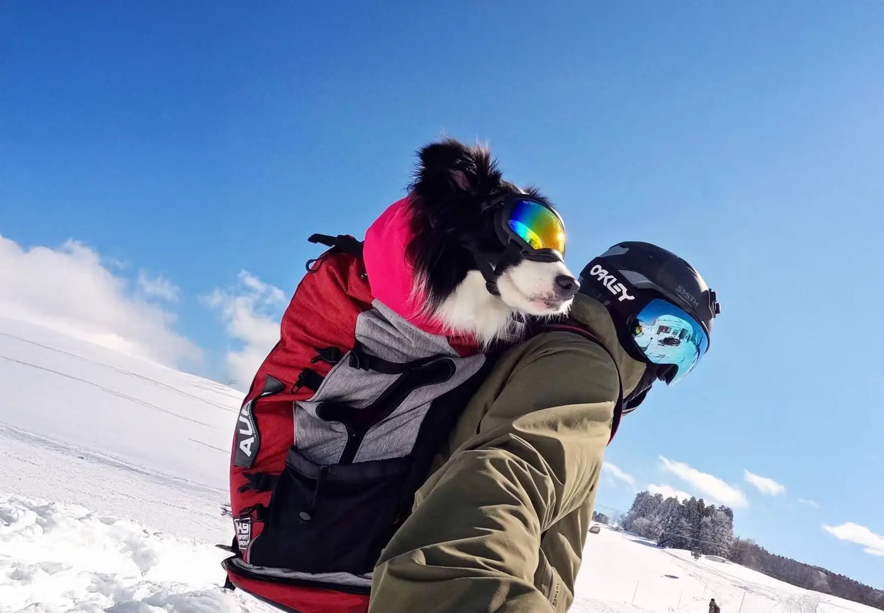 Snow Dog Area - 黒姫高原スノーパーク